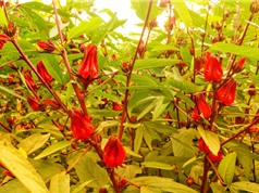 Phân lập hoạt chất quý từ hoa bụp giấm